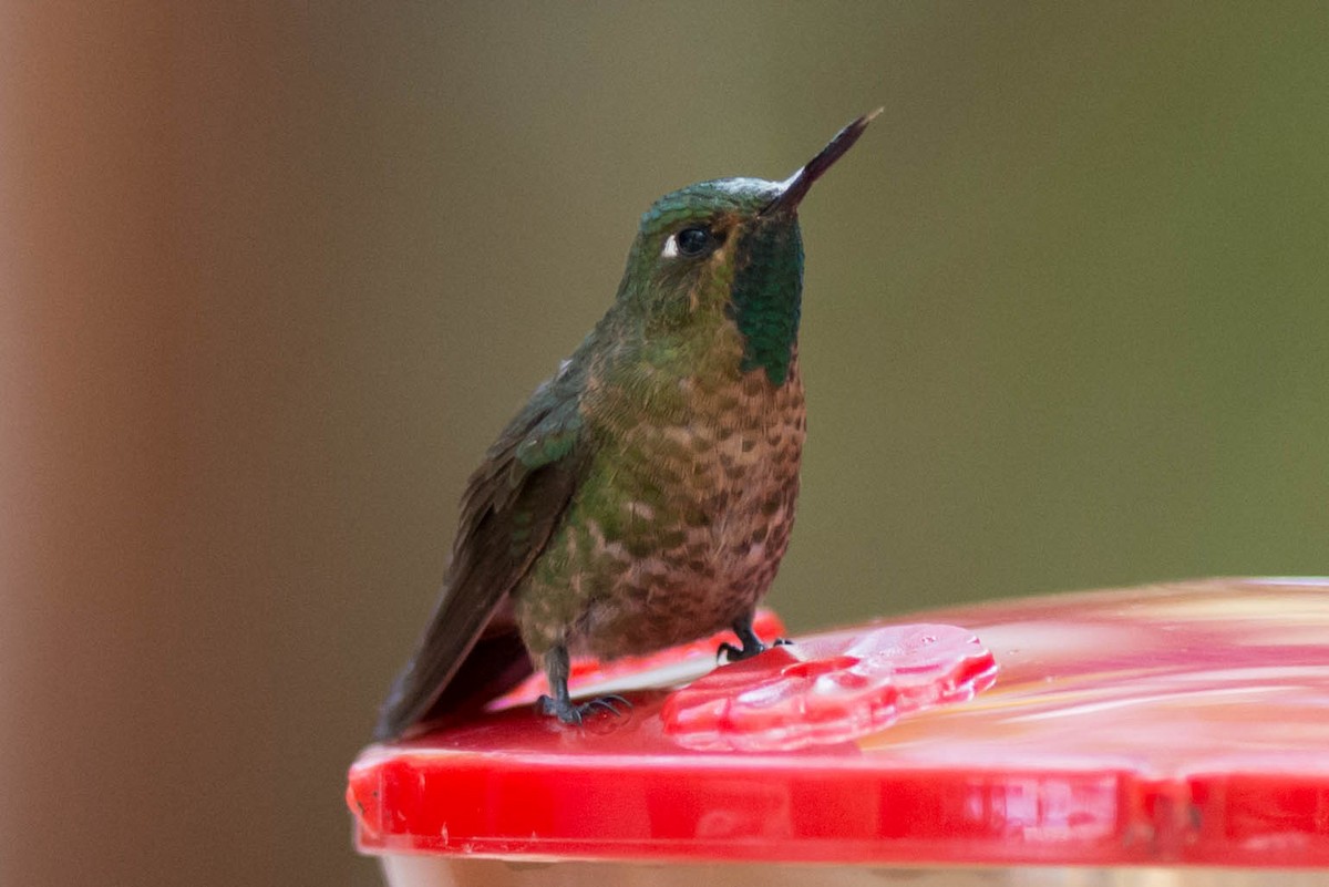 kolibřík dřišťálový - ML51090861
