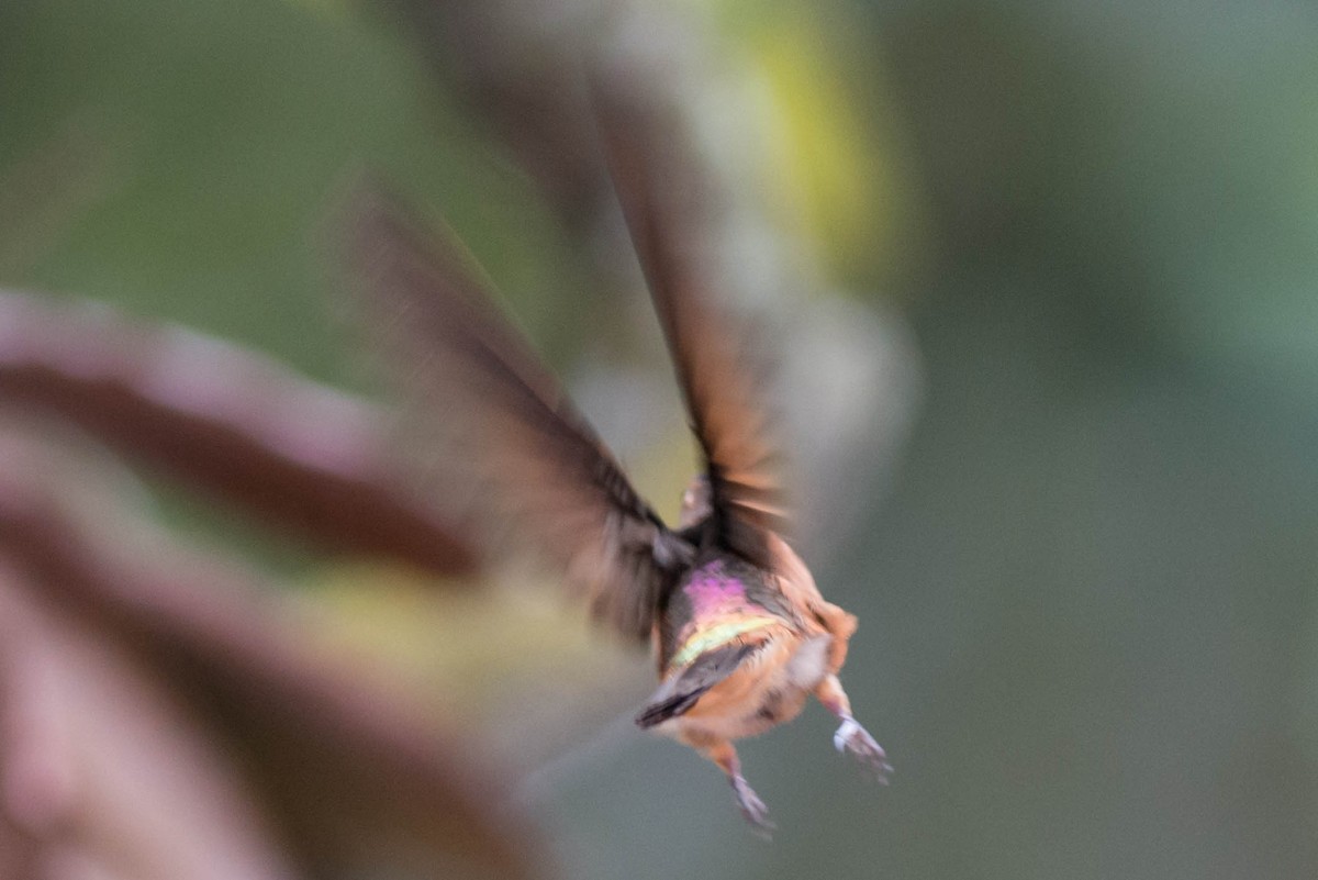 kolibřík duhovohřbetý - ML51090891