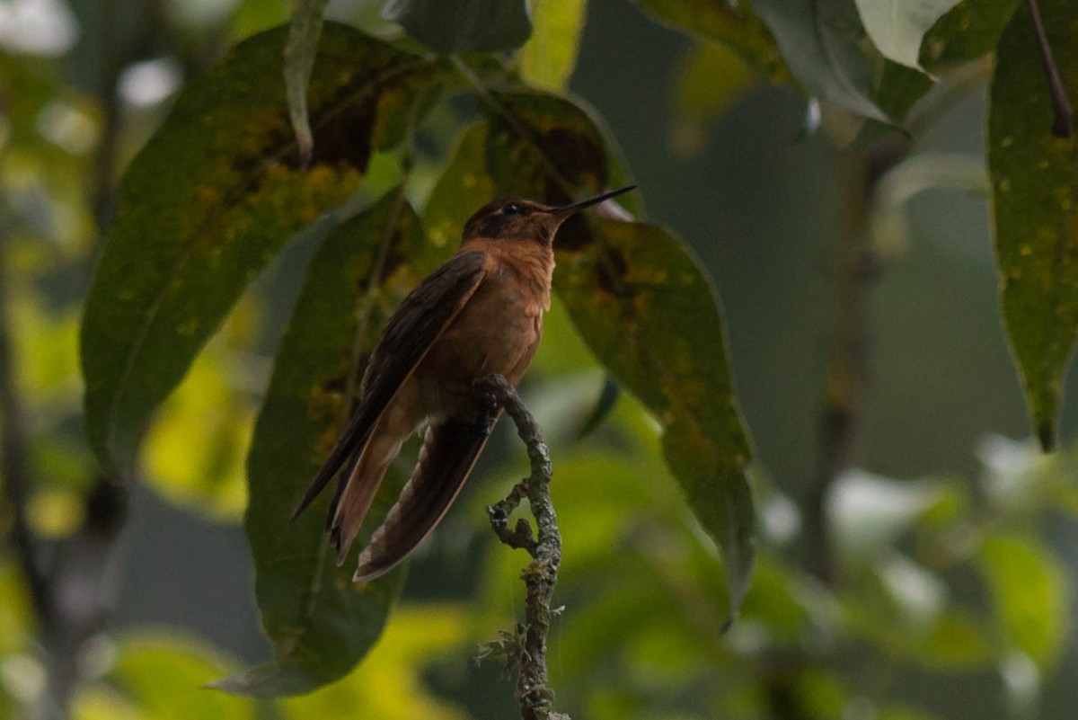 kolibřík duhovohřbetý - ML51090931