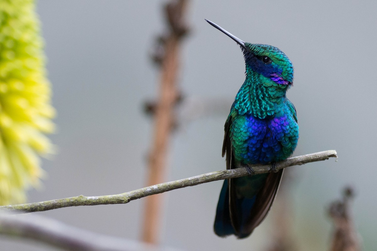 kolibřík modrolící - ML51090961