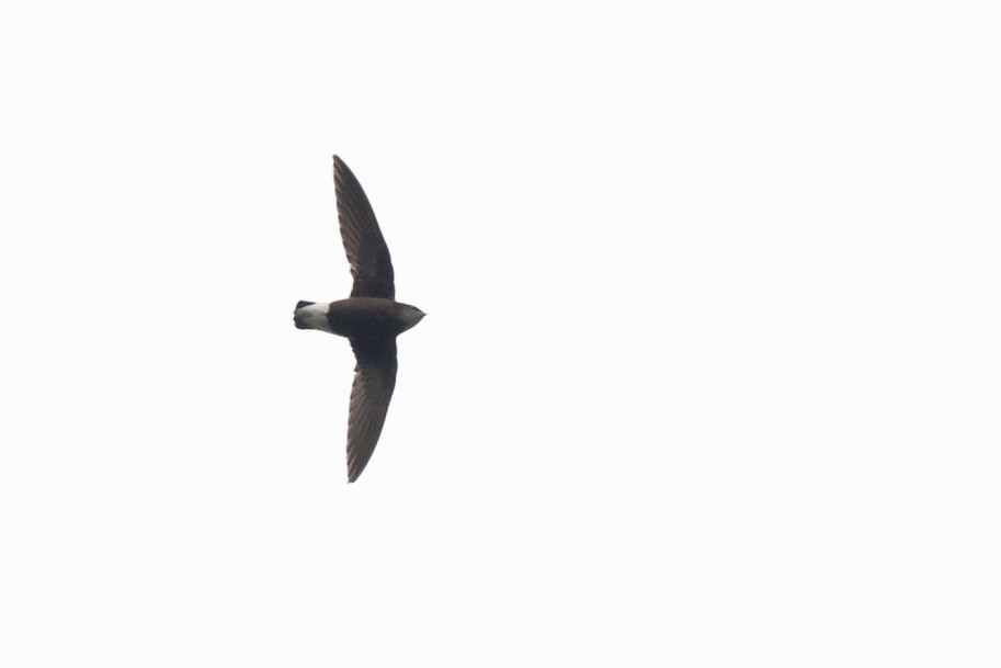 Silver-backed Needletail - ML510910291