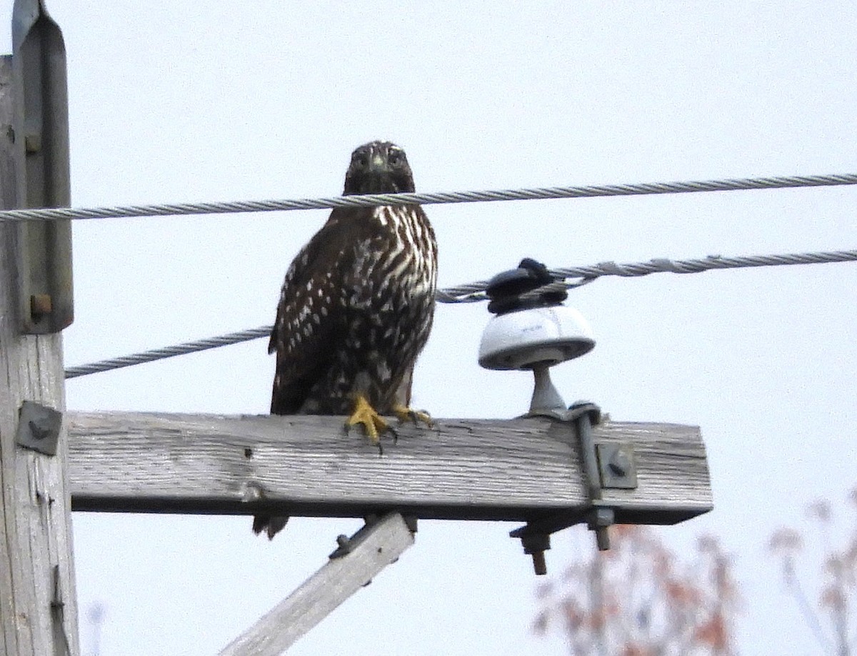 Red-tailed Hawk (Harlan's) - ML510910591