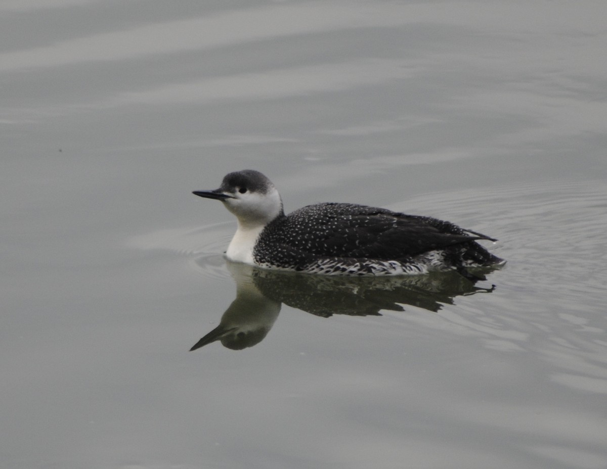 Red-throated Loon - Mike Ostrowski