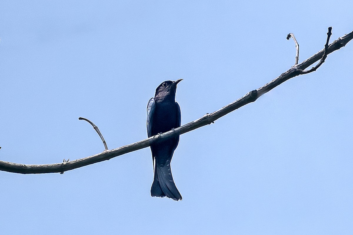 Square-tailed Drongo-Cuckoo - ML510931611