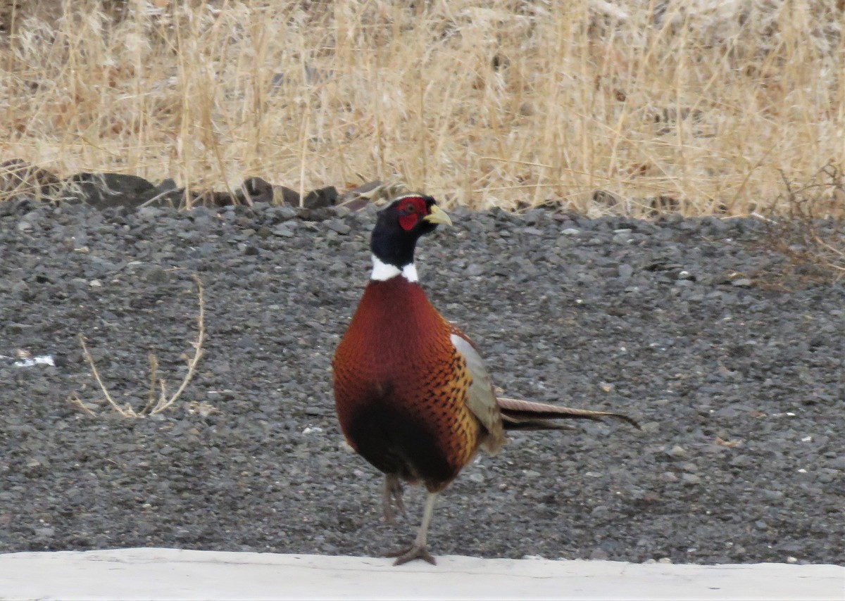 Ring-necked Pheasant - ML510932301