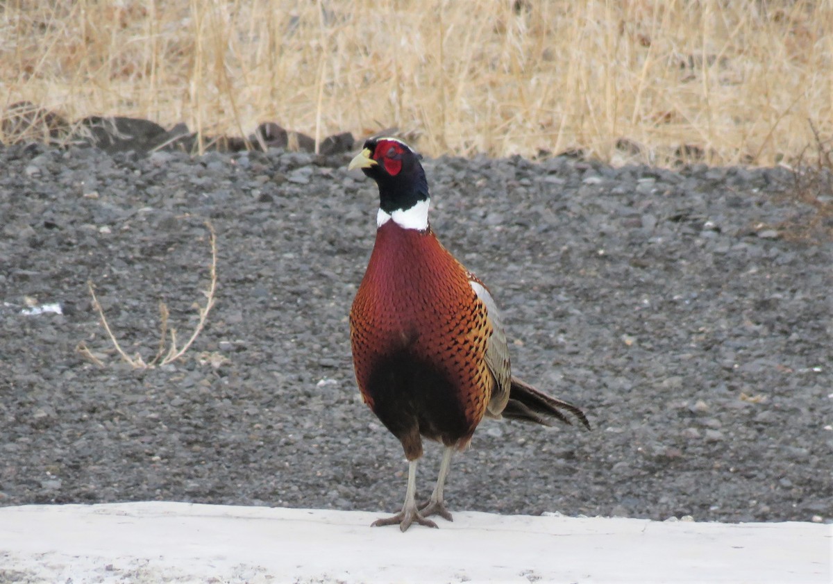 Ring-necked Pheasant - ML510932311
