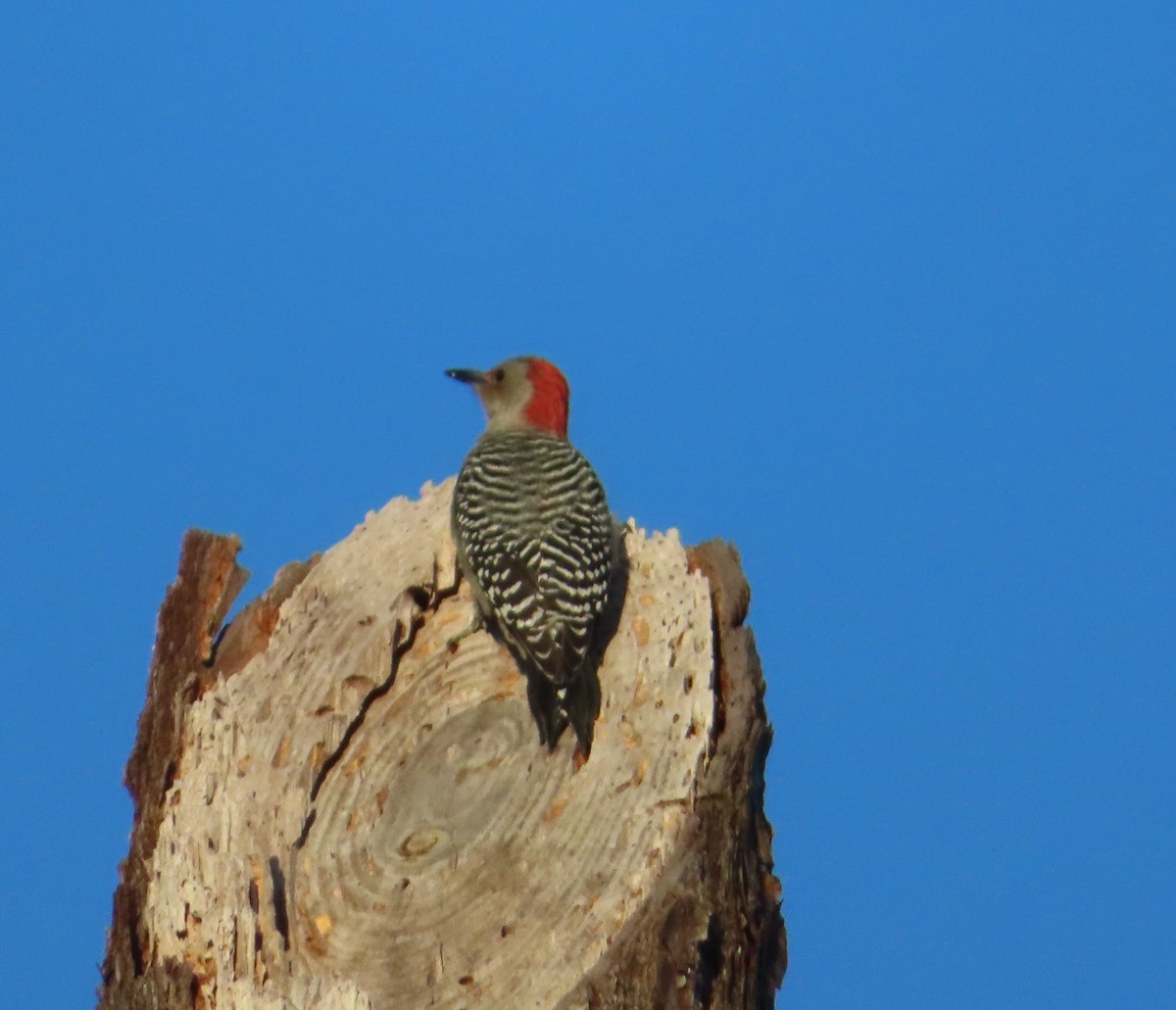 Red-bellied Woodpecker - ML510934651