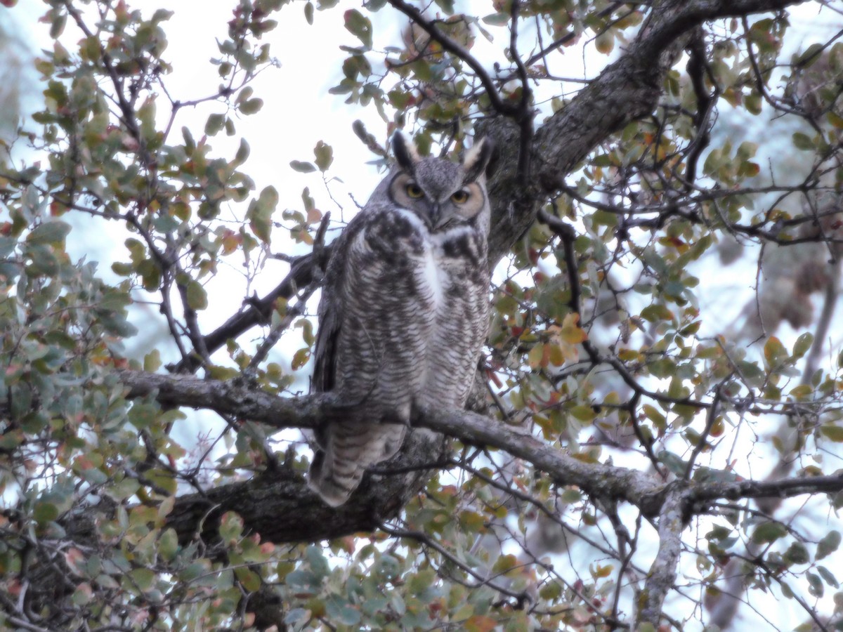 Great Horned Owl - ML510934871