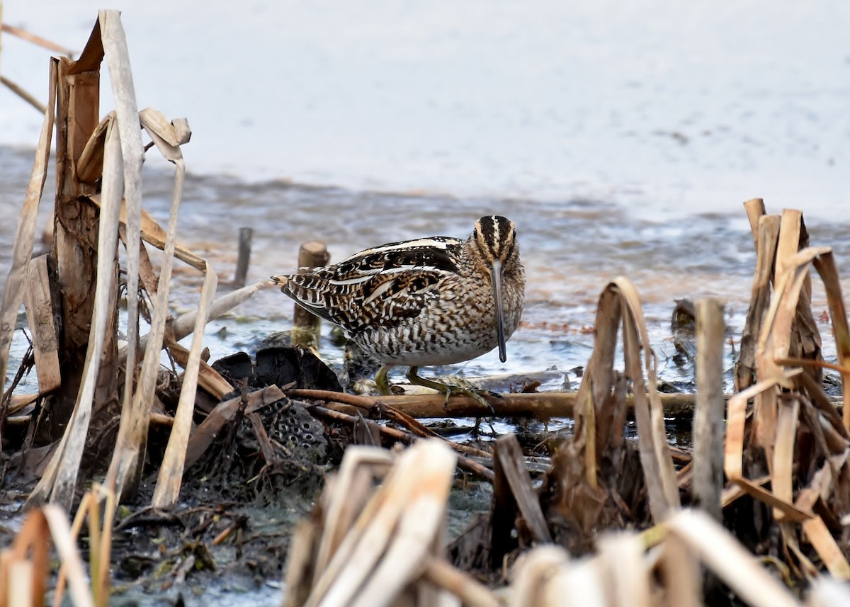 Wilson's Snipe - Don Carbaugh