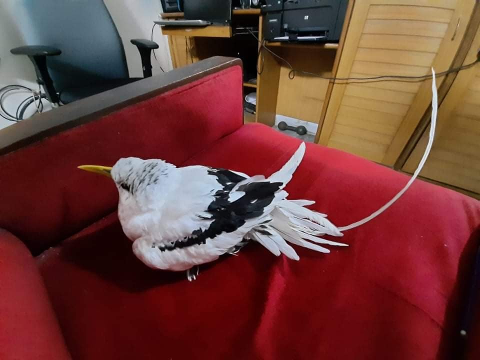 White-tailed Tropicbird (Indian Ocean) - ML510936661