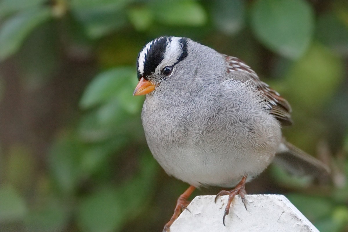 White-crowned Sparrow - ML510940181