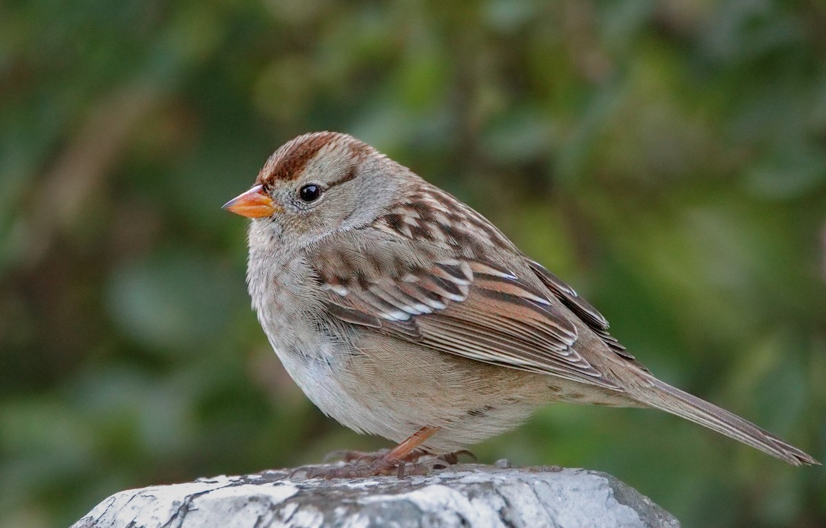 White-crowned Sparrow - ML510940191