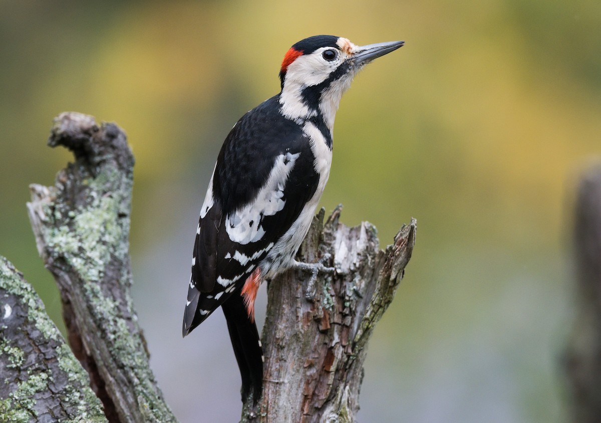 Syrian Woodpecker - ML510944771