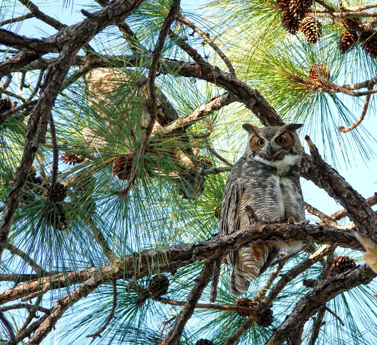 Great Horned Owl - ML510946091