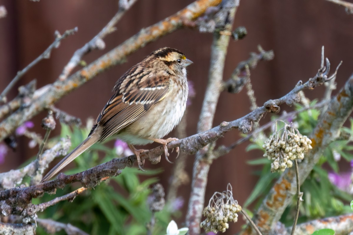 White-throated Sparrow - ML510951441