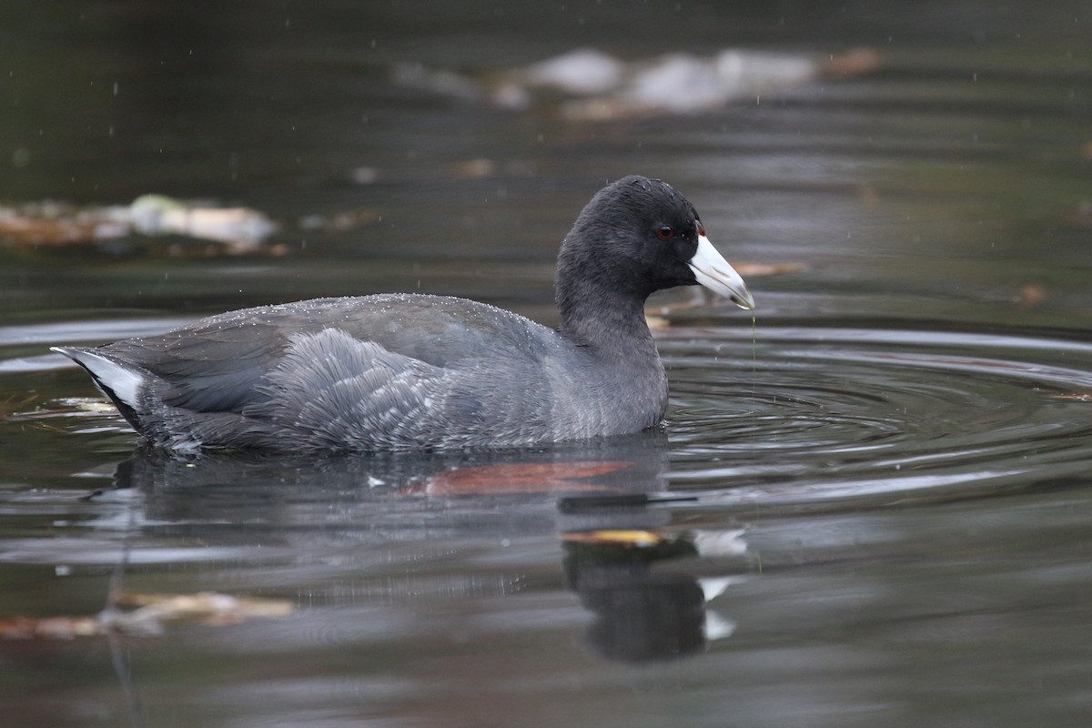 American Coot (Red-shielded) - Baxter Beamer