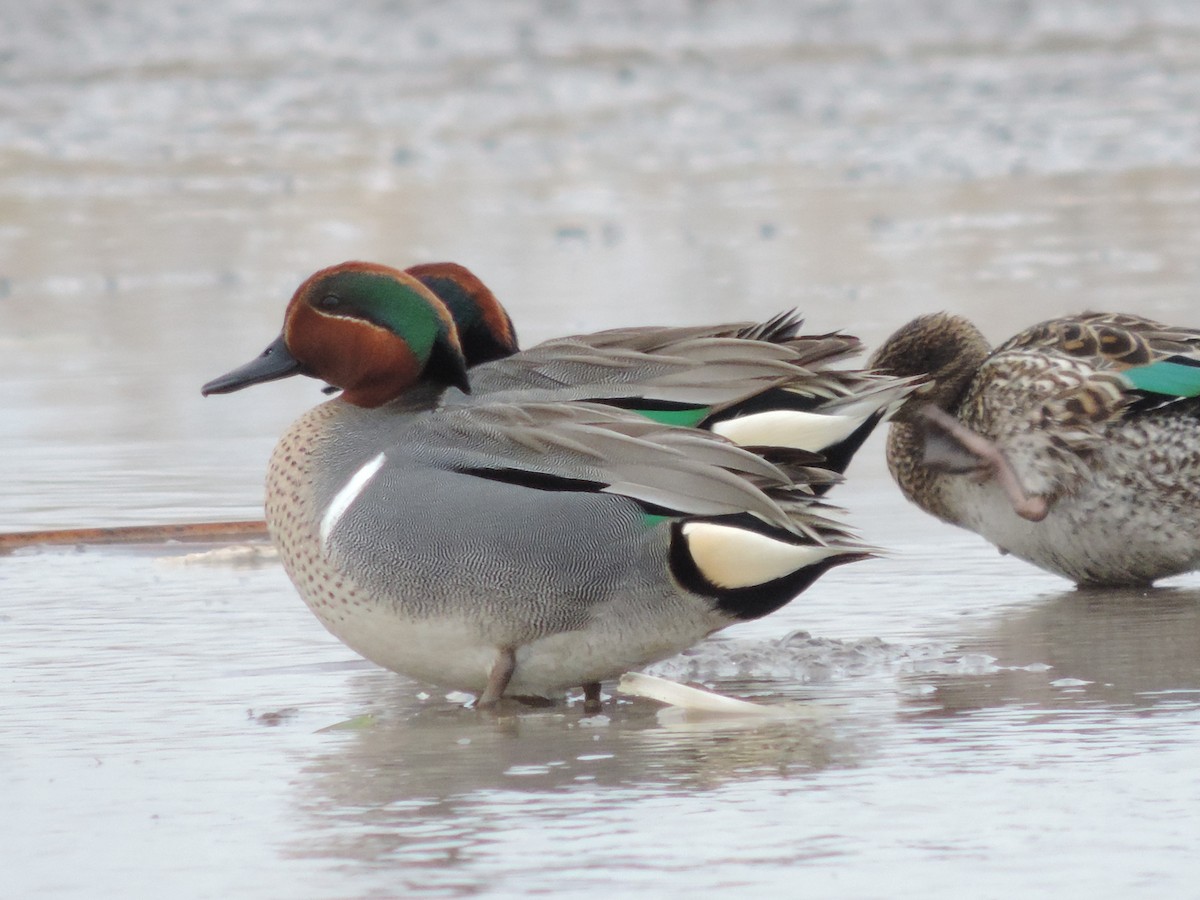 Green-winged Teal - Tom Ross