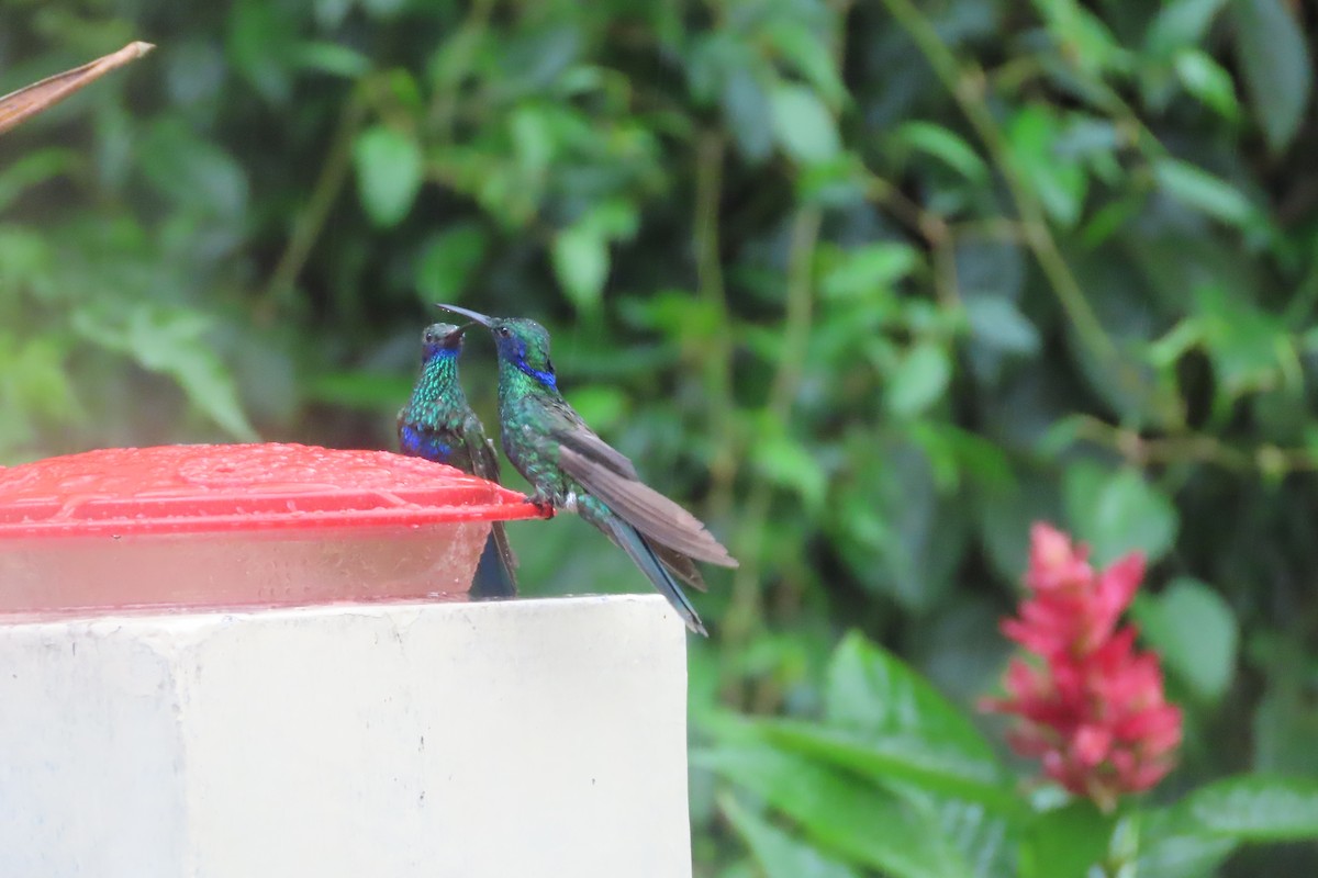 kolibřík modrolící - ML510957081