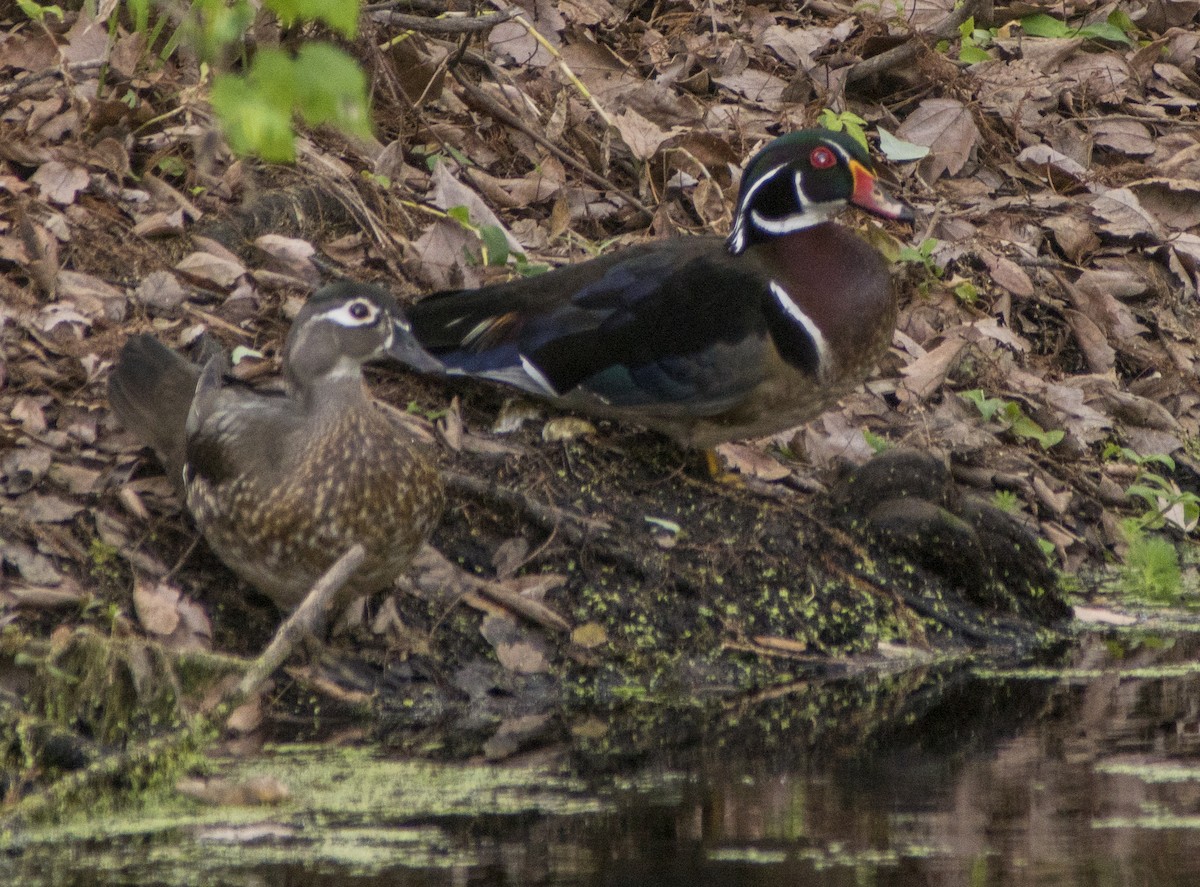 Wood Duck - Breanna Perry