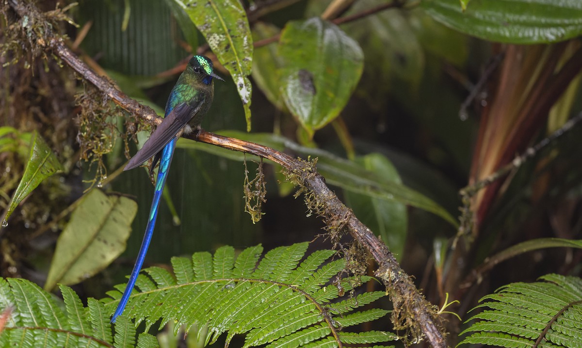 Violet-tailed Sylph - ML510961411