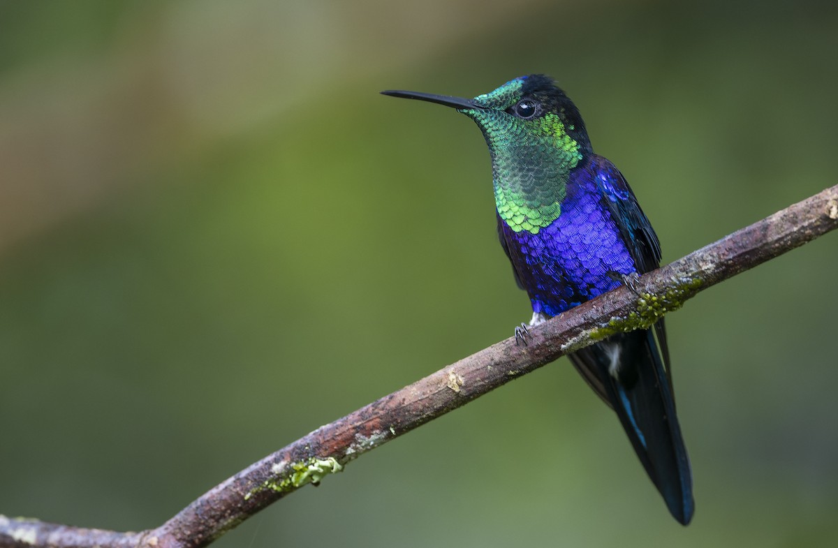kolibřík vidloocasý - ML510961511