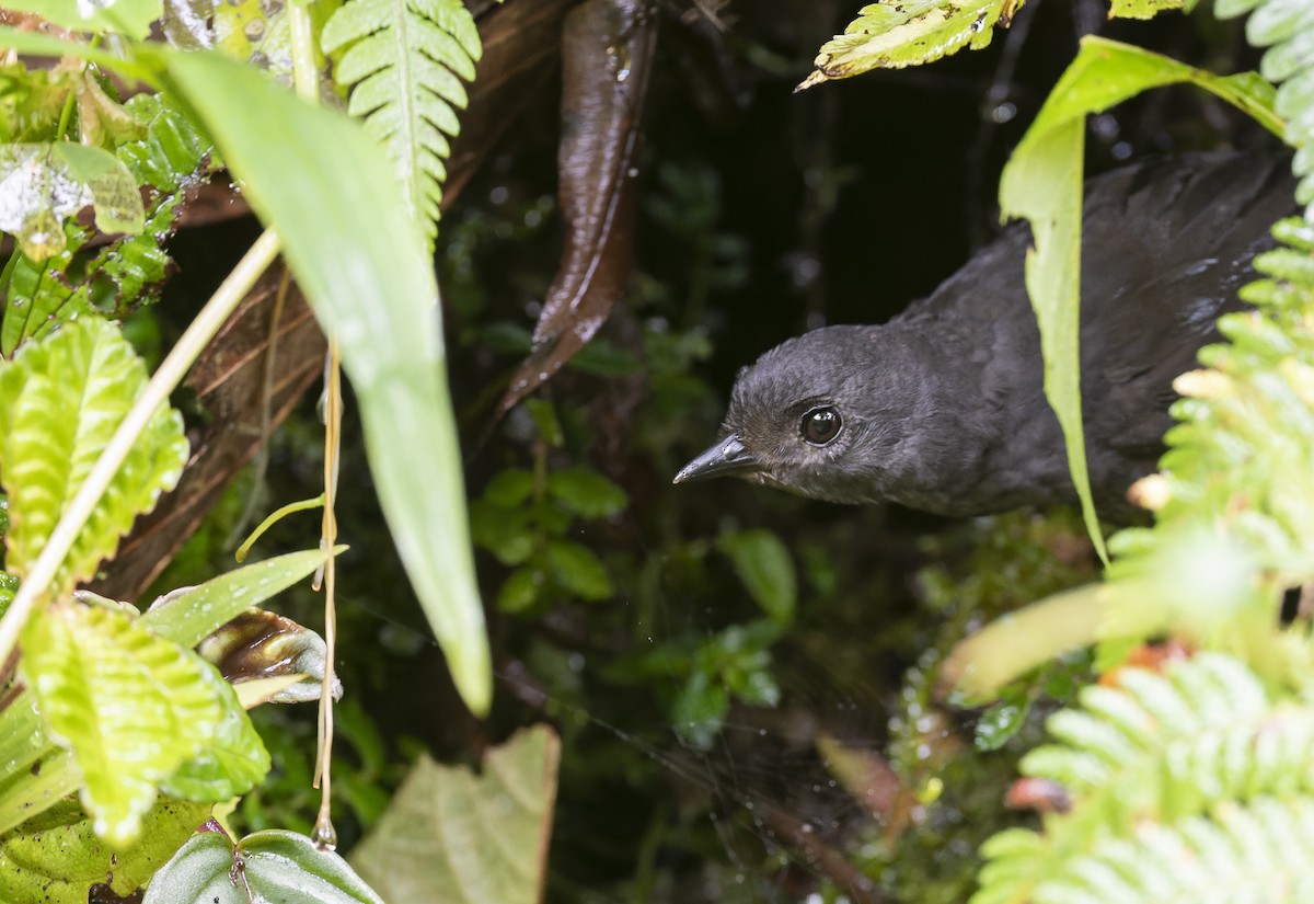 Nariño Tapaculo - Marky Mutchler