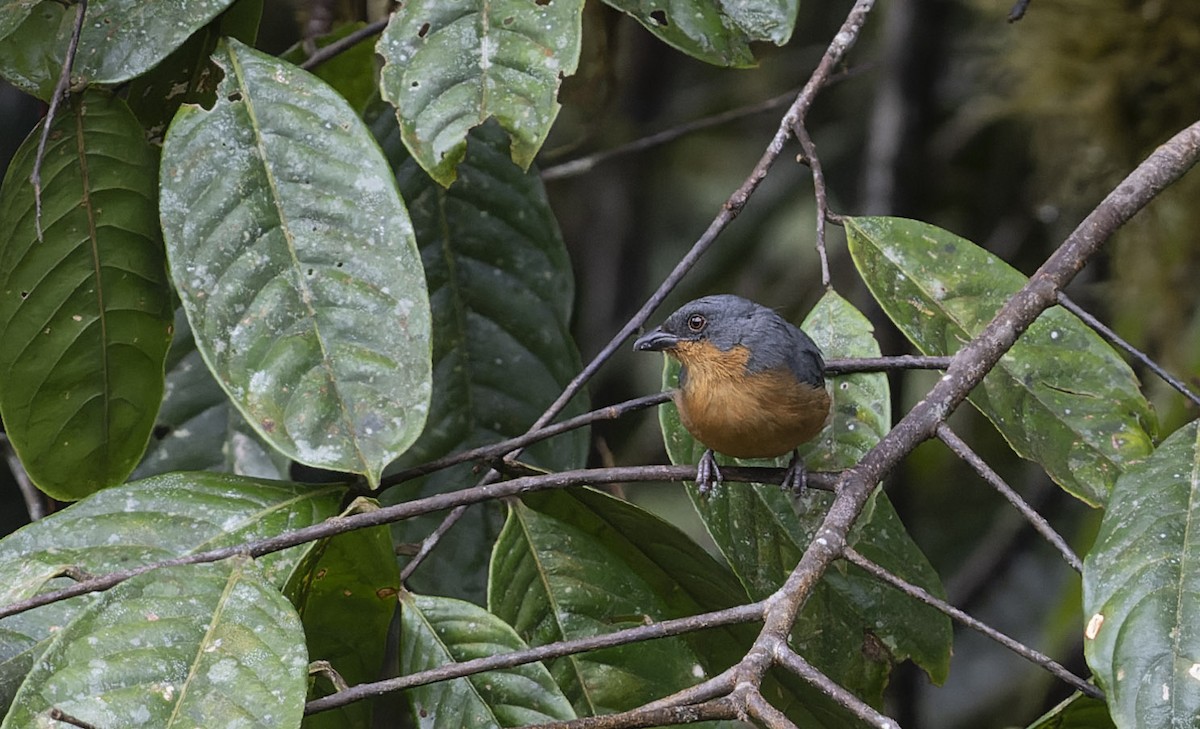 Rufous-crested Tanager - ML510963331