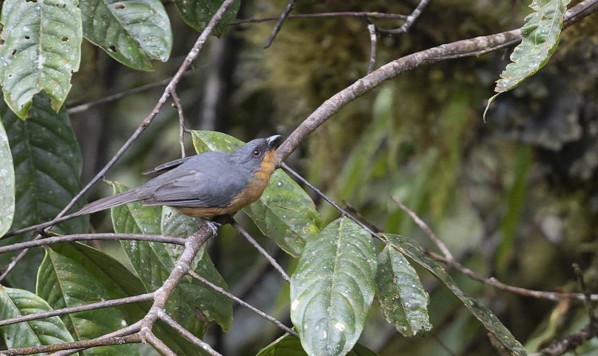 Rufous-crested Tanager - Marky Mutchler