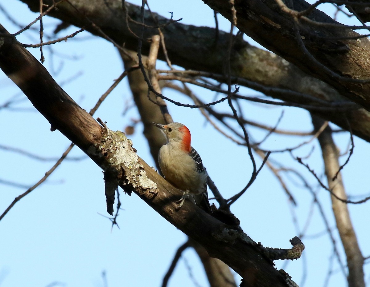 Red-bellied Woodpecker - ML510969031