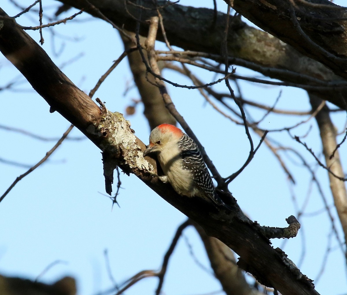 Red-bellied Woodpecker - ML510969051