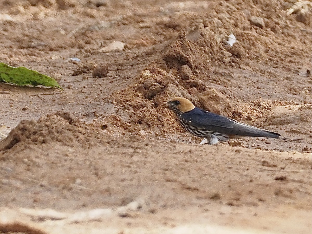Lesser Striped Swallow - ML510969571
