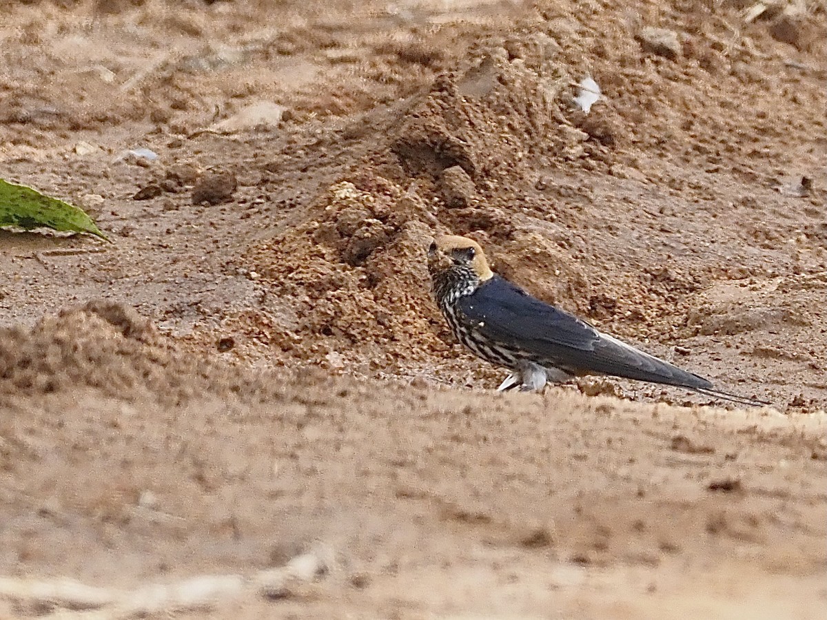Lesser Striped Swallow - ML510969581