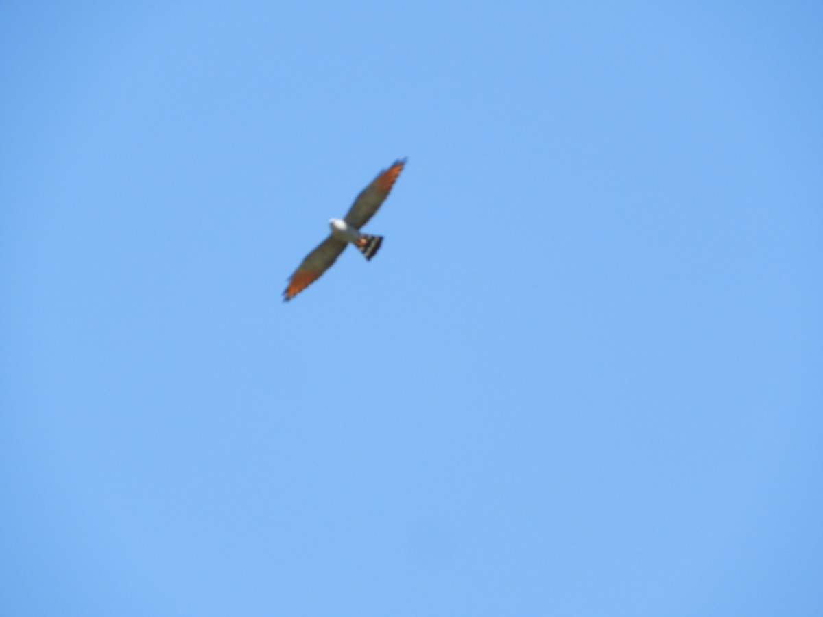 Plumbeous Kite - ML510971401