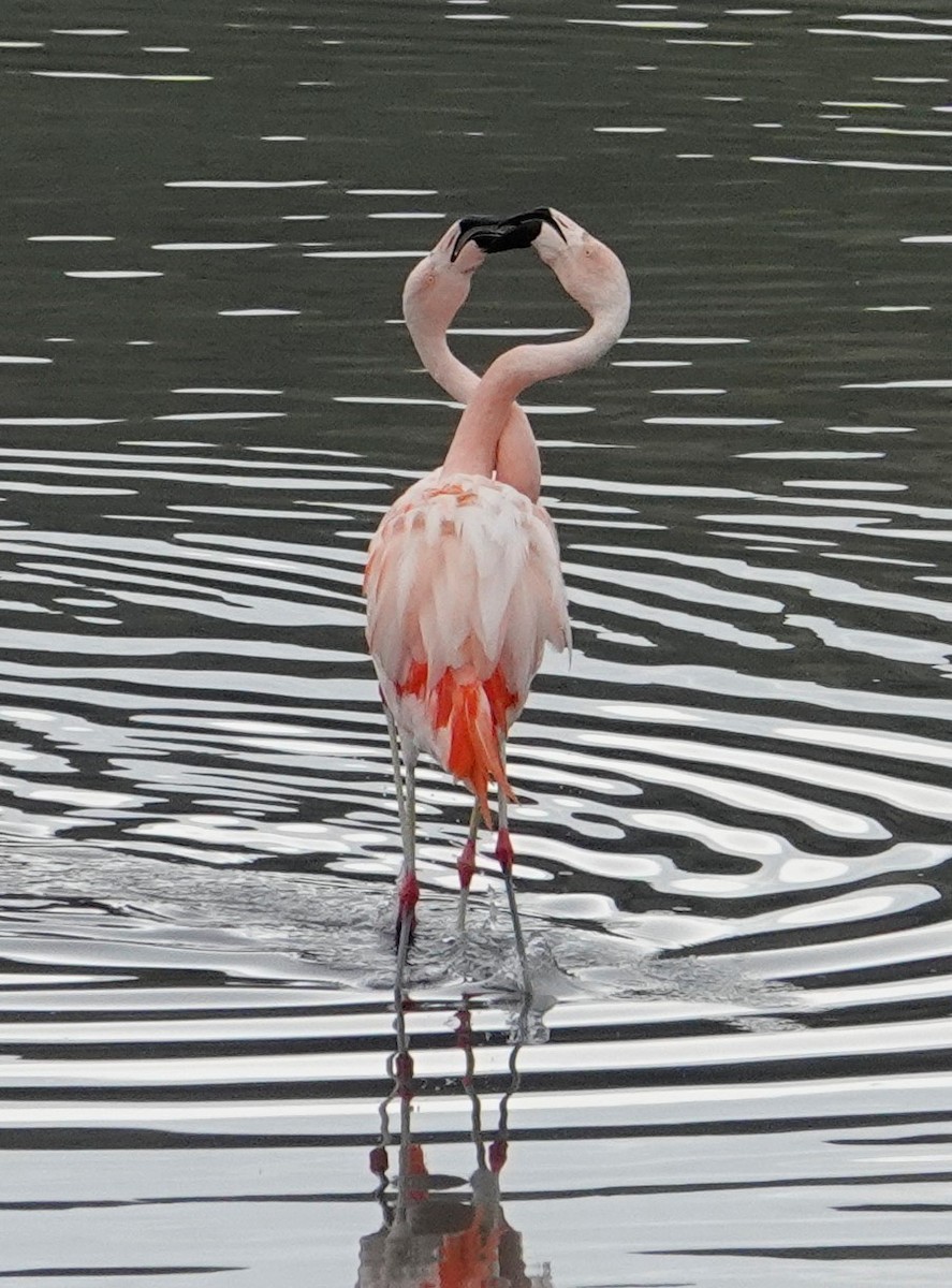 Chilean Flamingo - Paul Prior