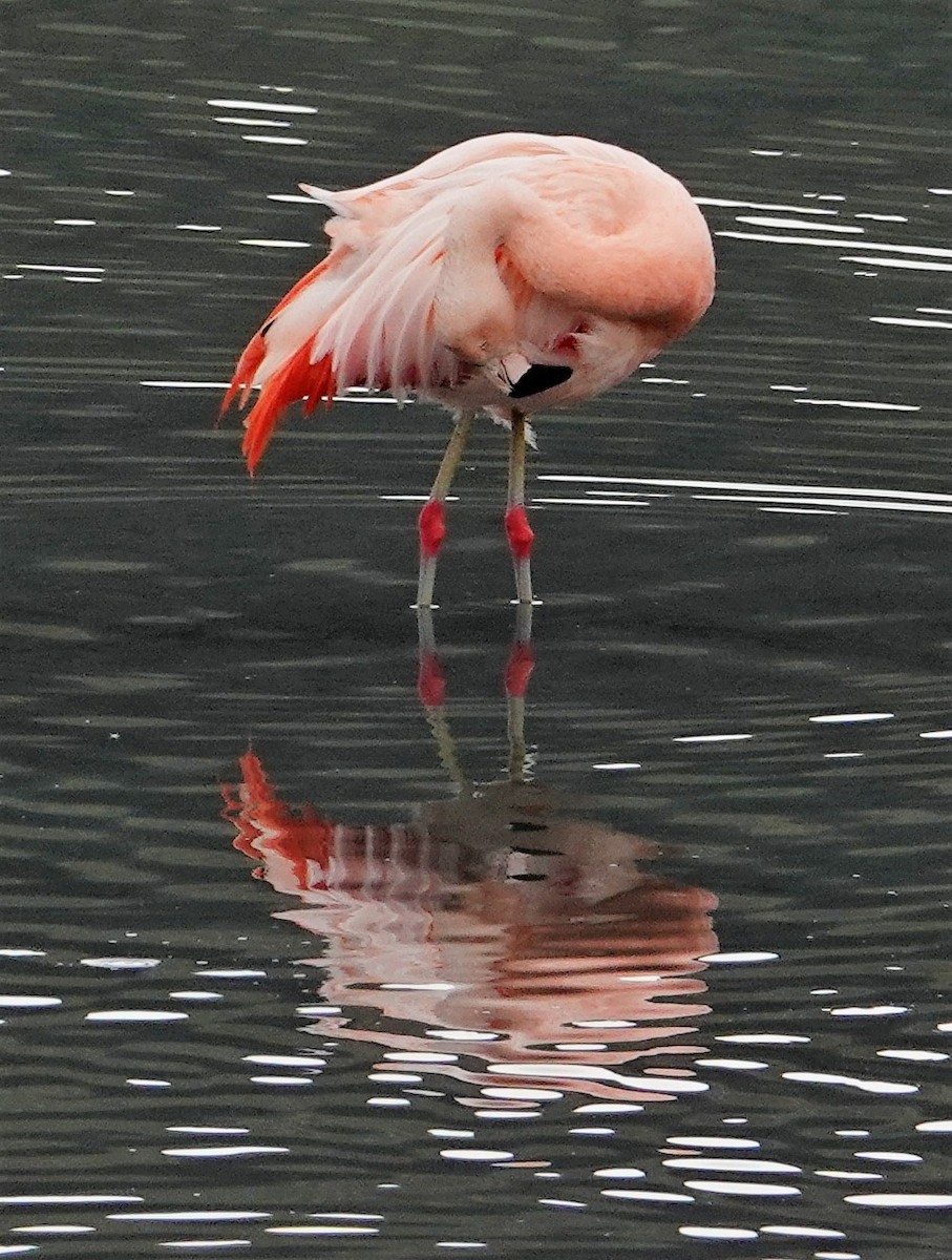 Chilean Flamingo - ML510978161
