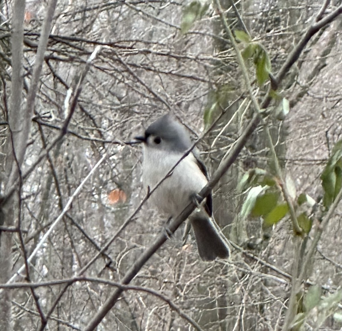 Ebird Checklist Dec Windsor Ojibway Park Species