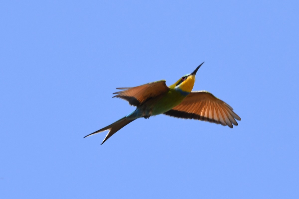 Swallow-tailed Bee-eater - Miguel Arribas Tiemblo