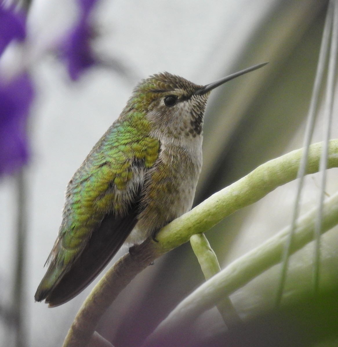 Anna's Hummingbird - ML510981301