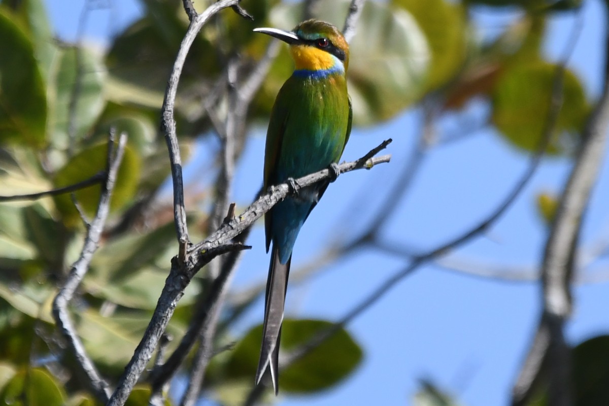 Swallow-tailed Bee-eater - ML510982441