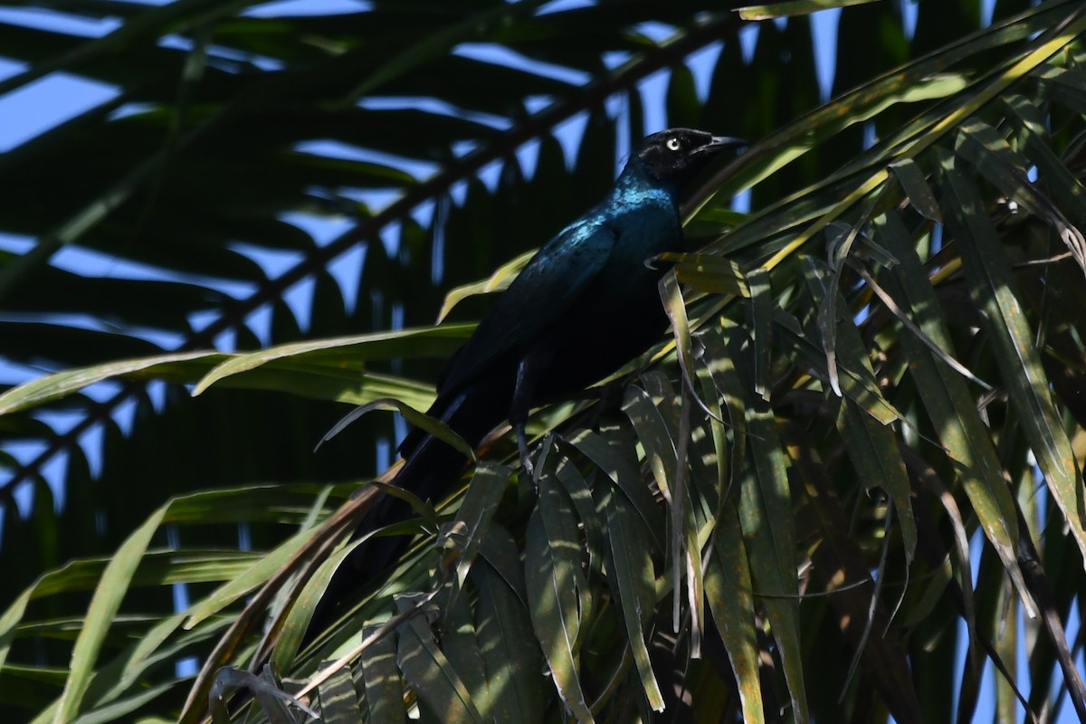 Long-tailed Glossy Starling - ML510982681