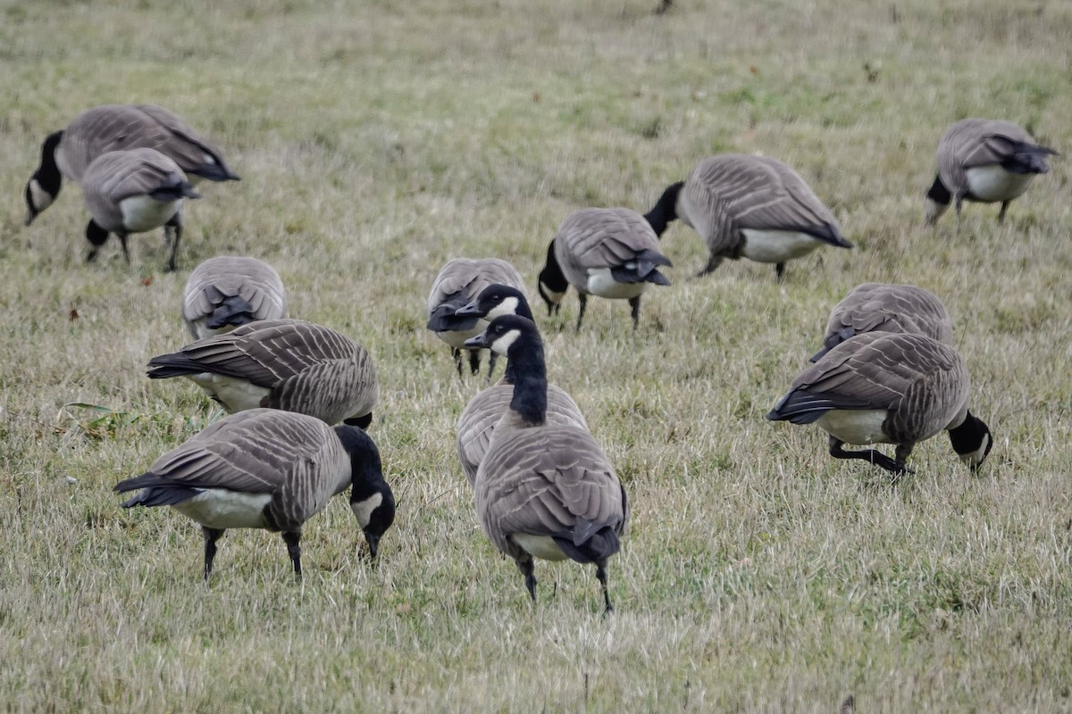 eBird Checklist 4 Dec 2022 Hoquiam STP 21 species (+1 other taxa)