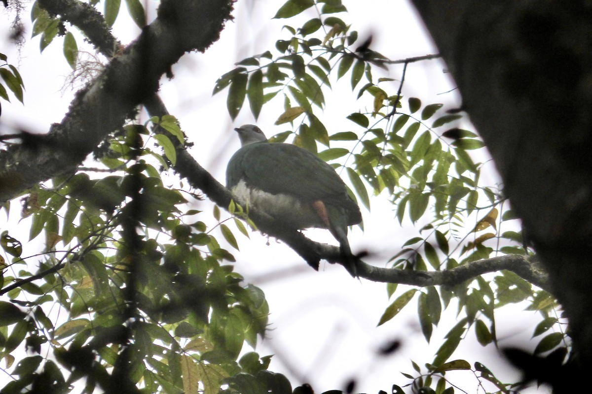White-bellied Imperial-Pigeon - Rich Bayldon