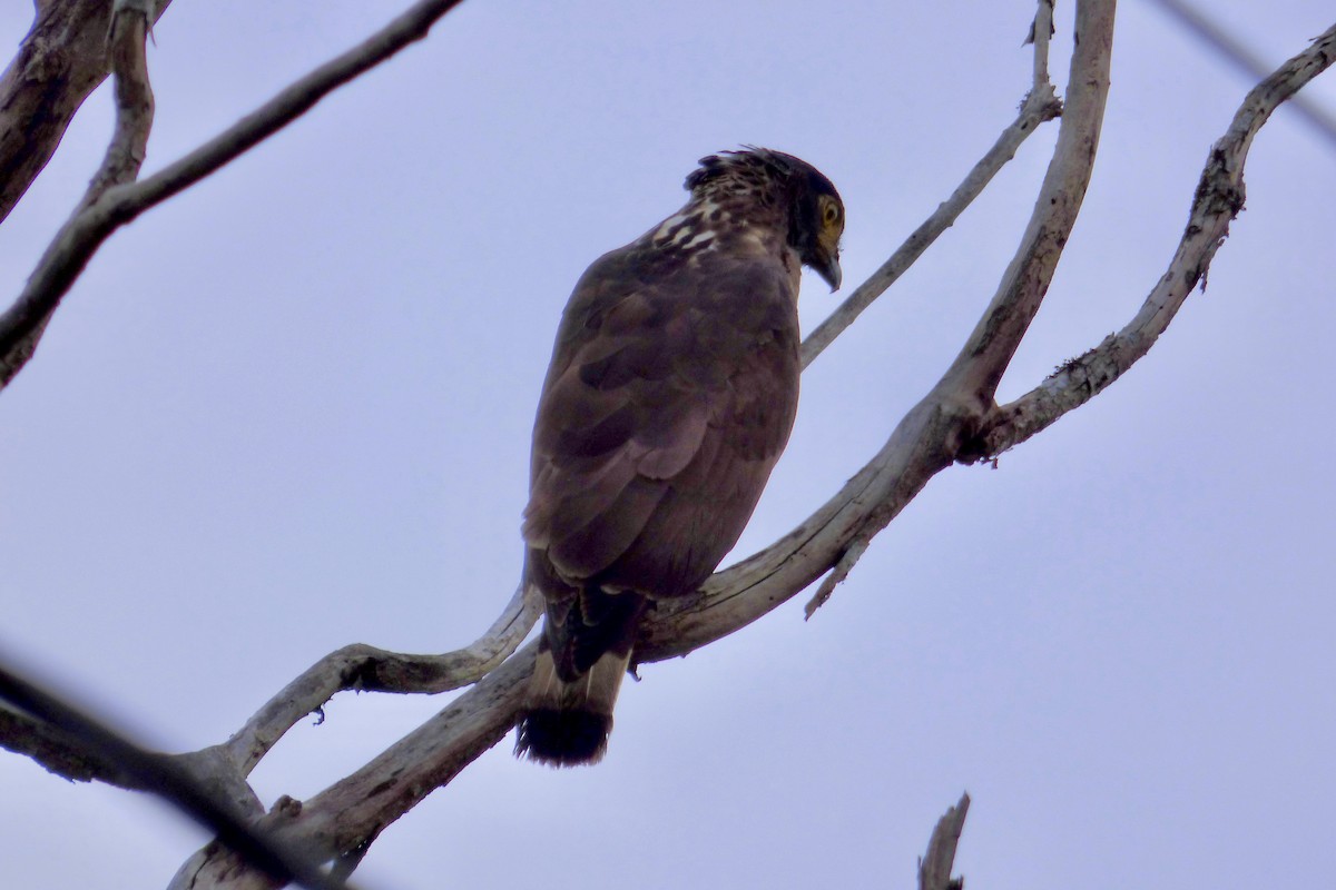 Sulawesi Serpent-Eagle - Rich Bayldon