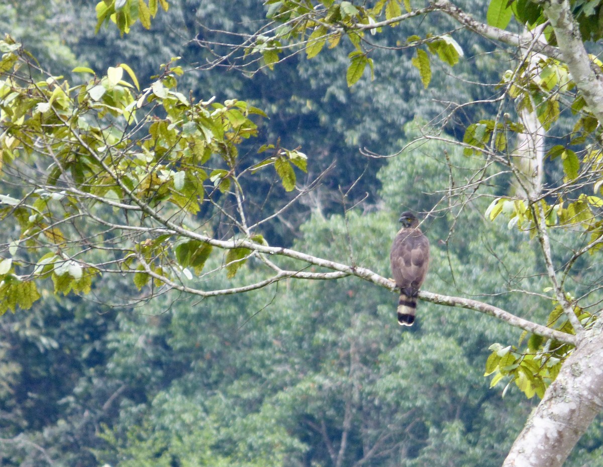 Sulawesi Hawk-Eagle - ML510989571