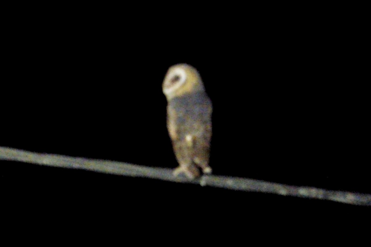 Sulawesi Masked-Owl - ML510989741