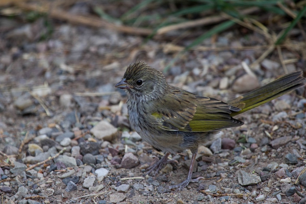 Green-tailed Towhee - Tom Lally