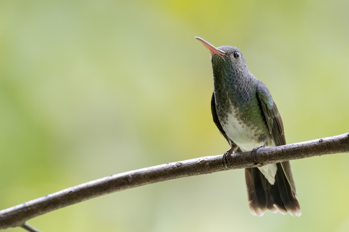 kolibřík zrcadlový - ML510995691