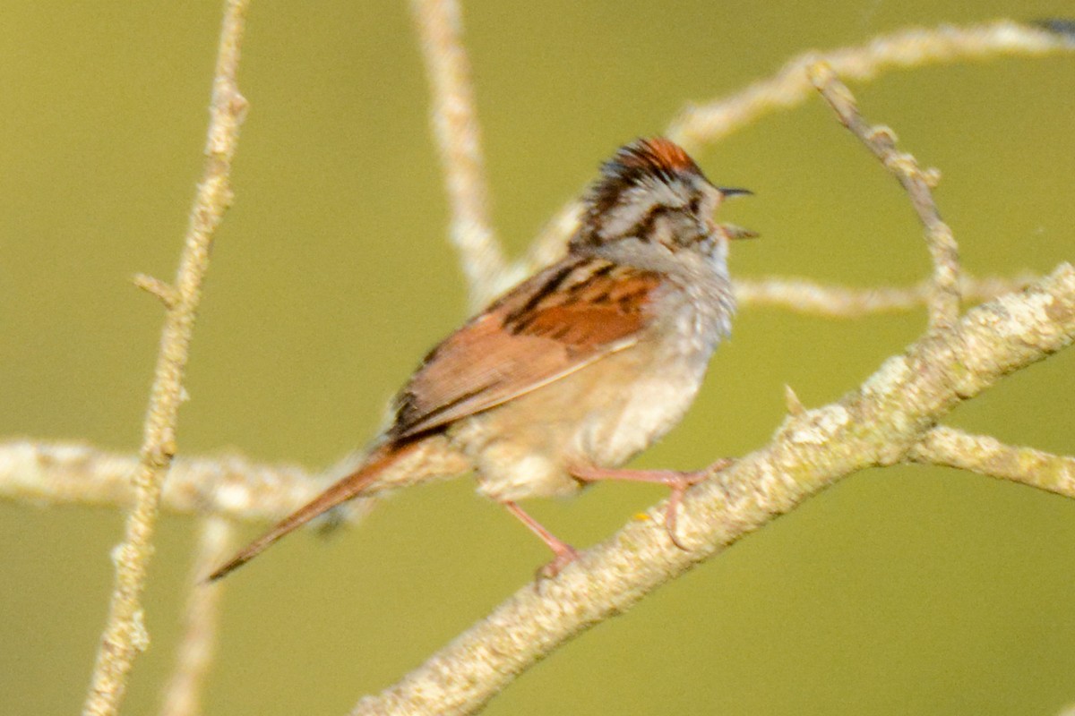 Swamp Sparrow - ML511005321