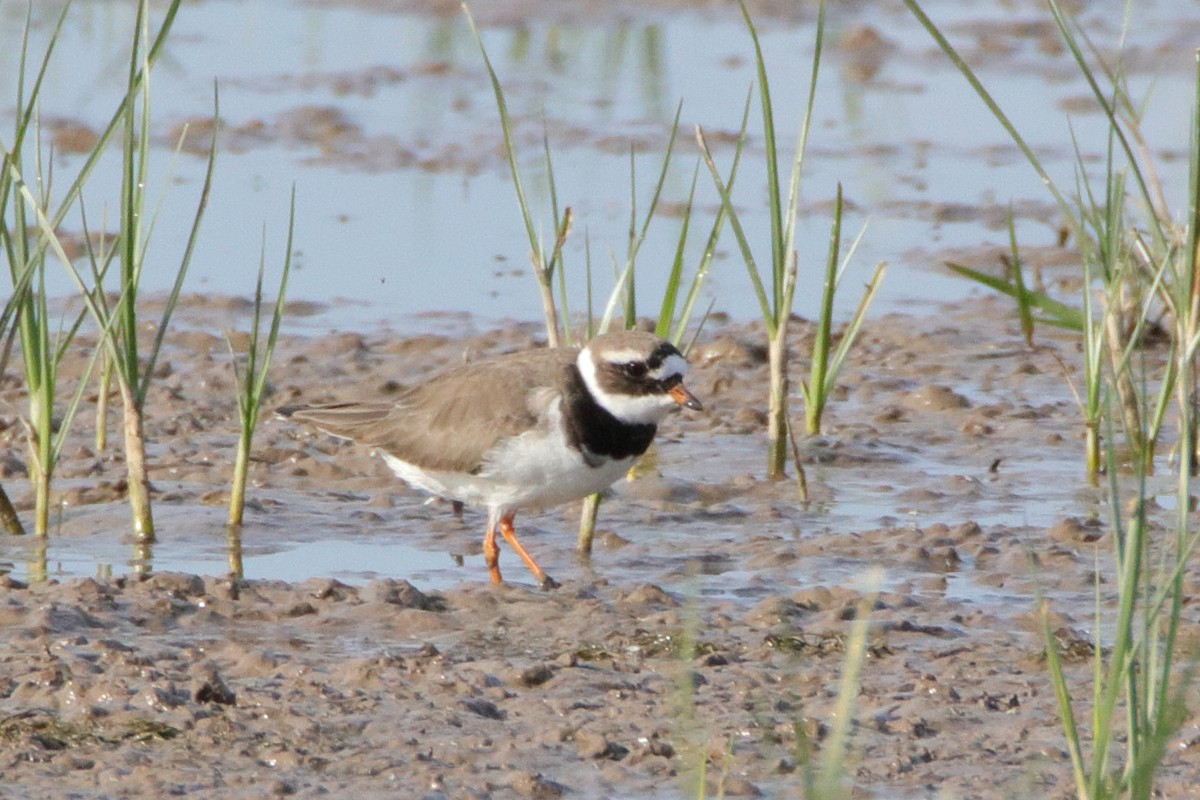 Common Ringed Plover - ML511007241