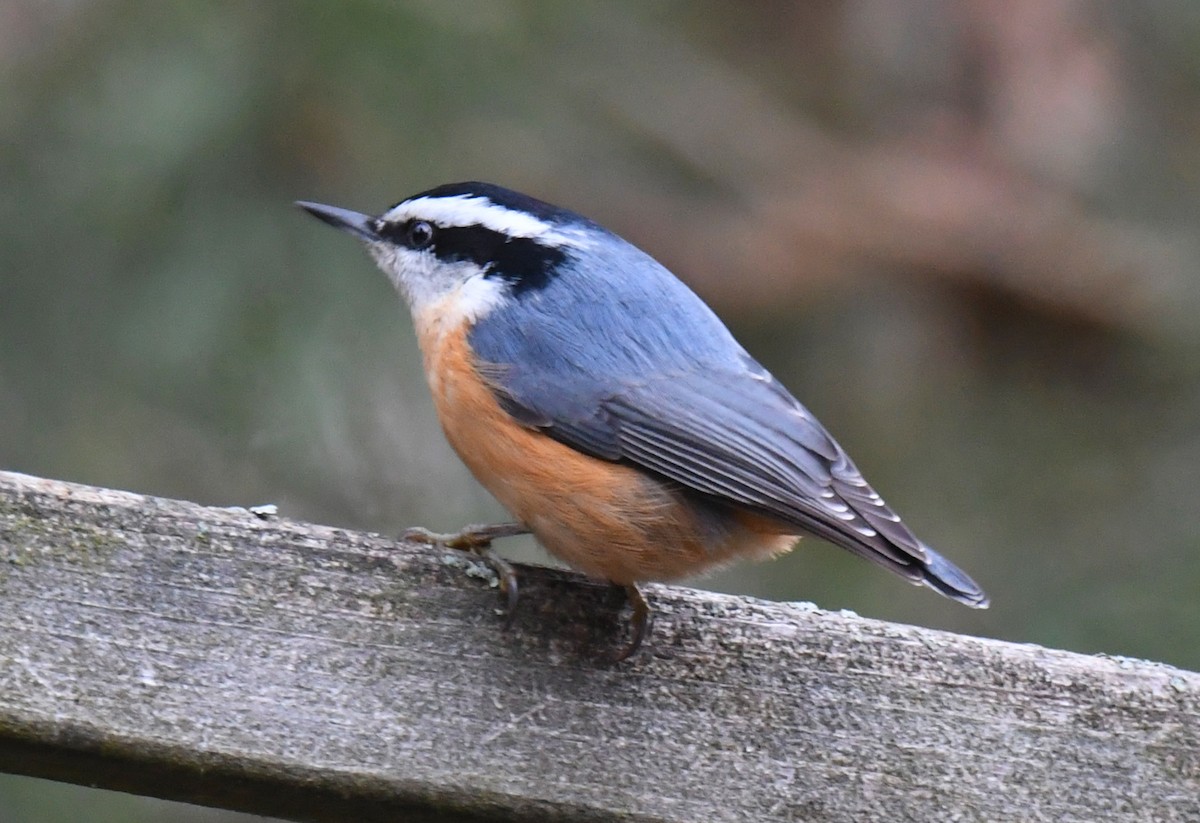 Red-breasted Nuthatch - ML511009571